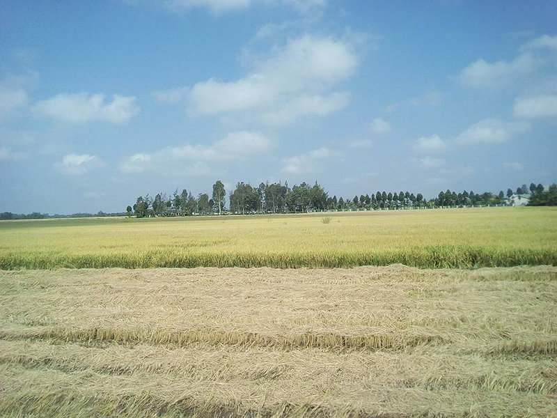 canh dong gat (1).jpg